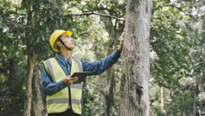 3 Things Sydney Tree Pruning Services Check Before They Touch Your Tree