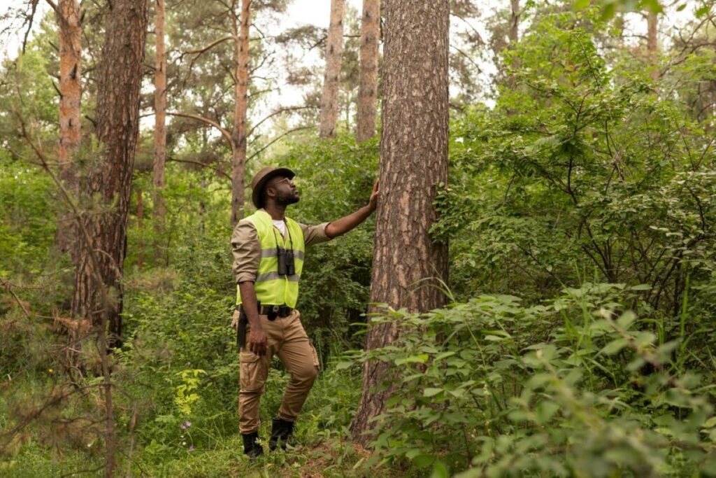 Tree Removal Sydney
