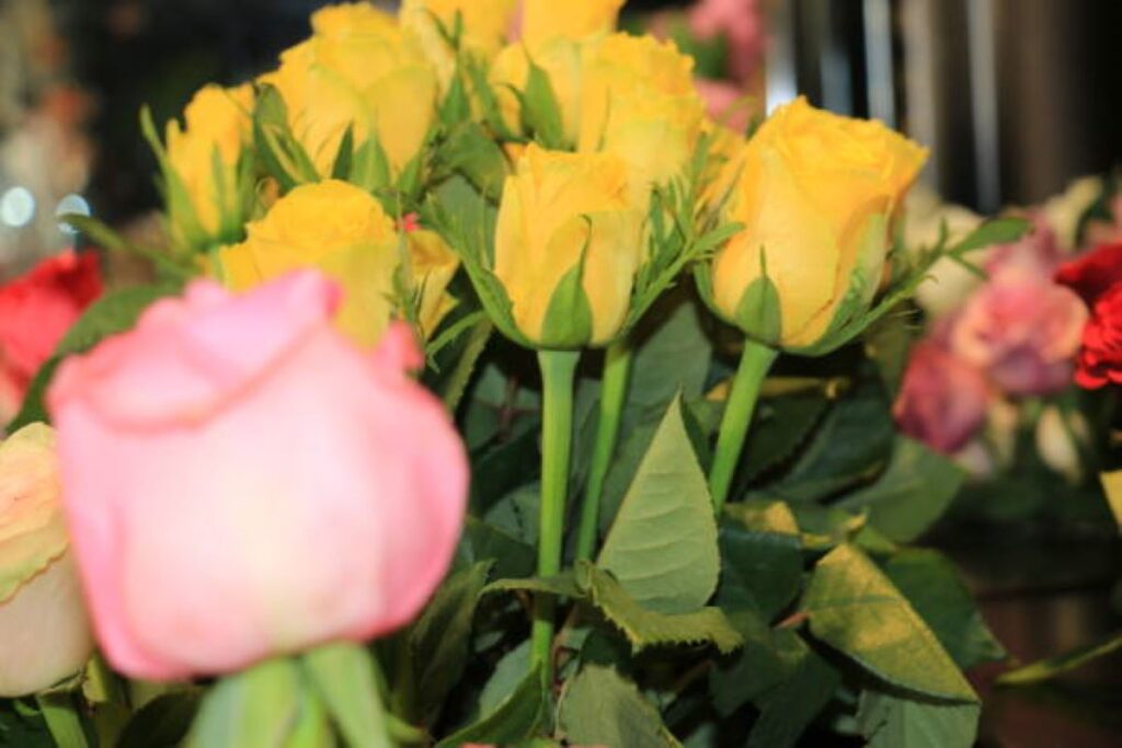 mcmahons point florist