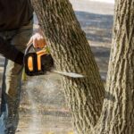 stump grinding