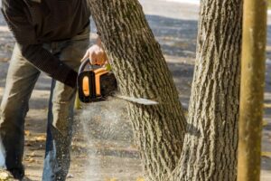 Stump Grinding in Sydney: Same-Day Services vs Scheduled Jobs Compared