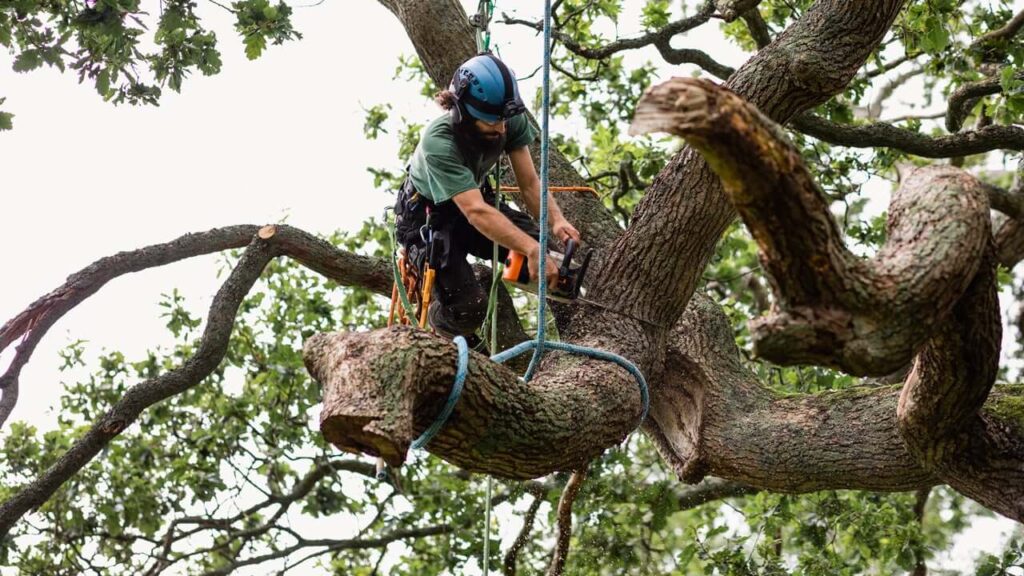 tree trimming vs tree pruning