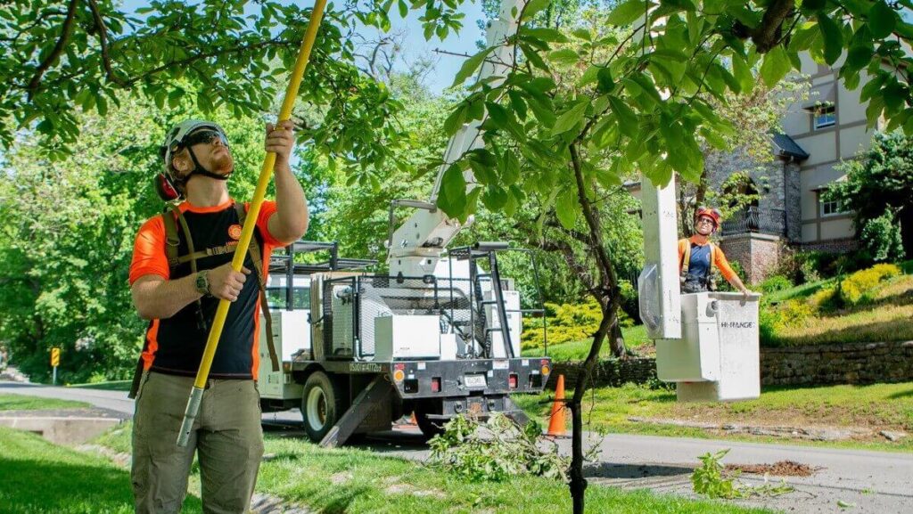 tree trimming vs tree pruning
