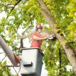Tree Services Sydney