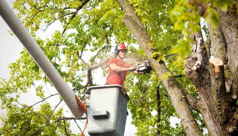 Tree Services Sydney