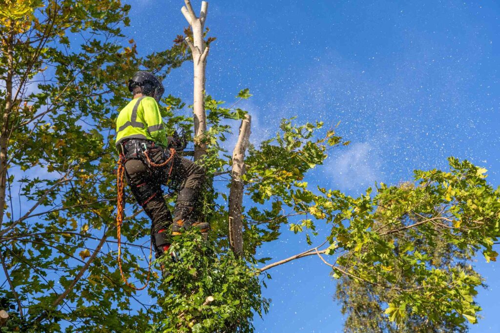 Tree Services Sydney
