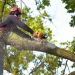 tree trimming vs tree pruning