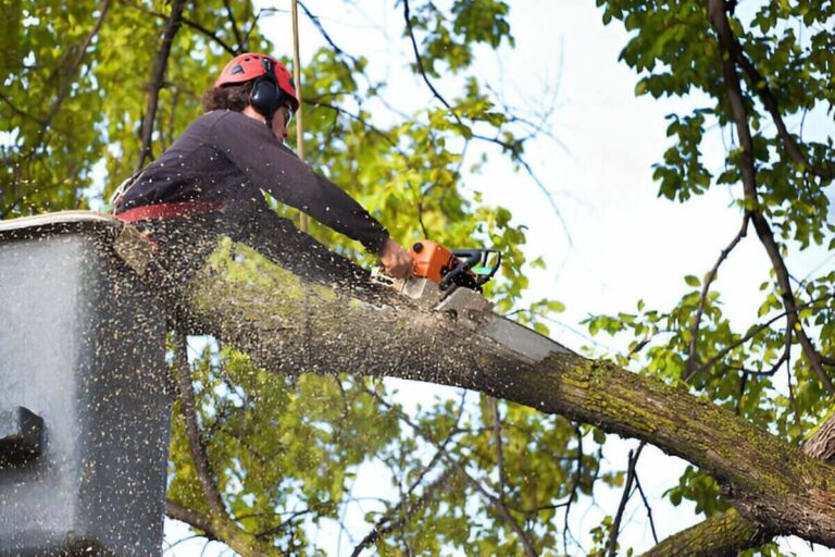 tree trimming vs tree pruning