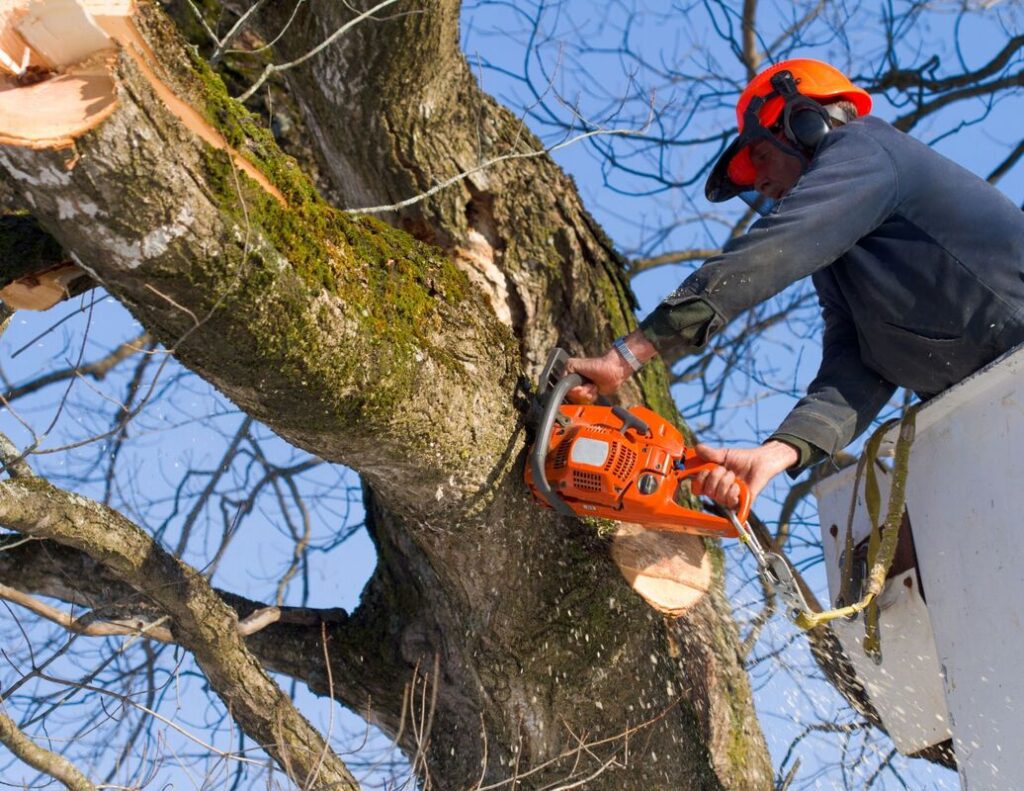 Tree Services Sydney