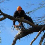 Tree Pruning Sydney