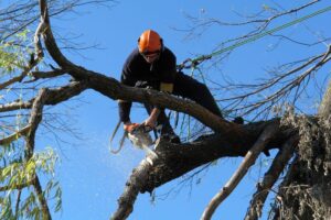 Tree Pruning Sydney: How Often Should You Prune Native Australian Trees?