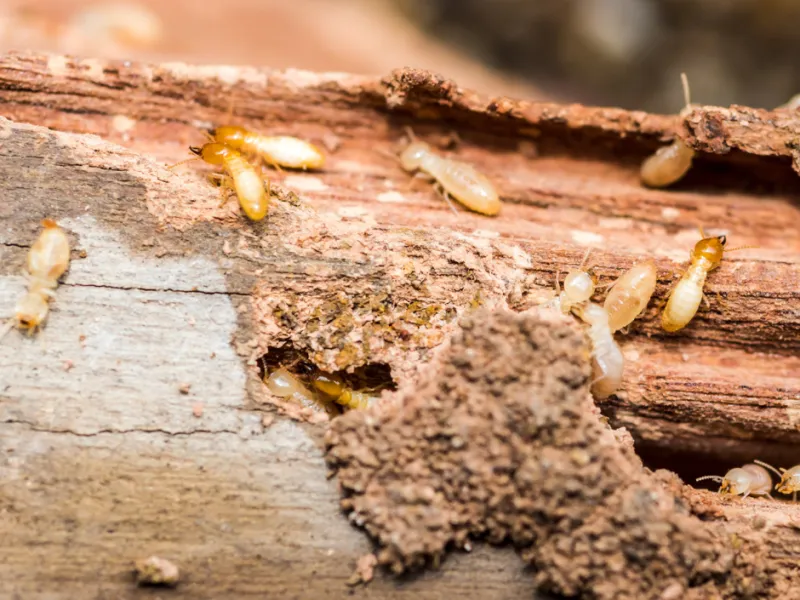 Termite Control