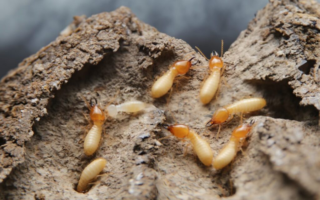 Termite Control