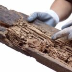 Termite Inspections