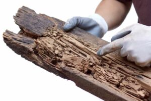 Termite Inspections Sydney: Why Annual Assessments Prevent Costly Damage
