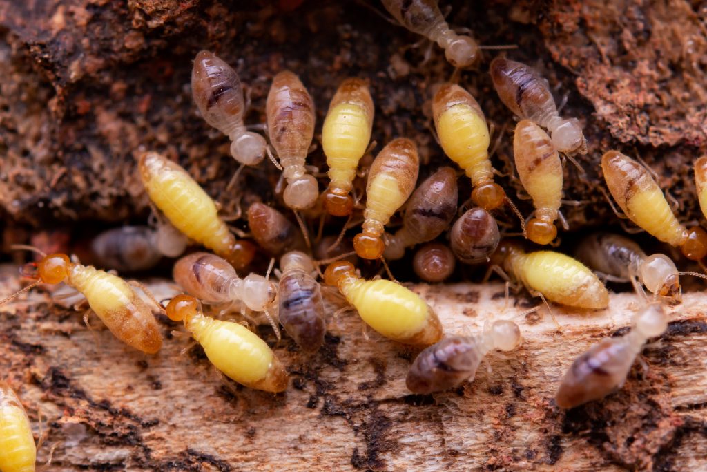 Termite Inspections