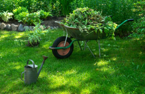 5 Hidden Dangers of Leaving Tree Stumps in Your Yard