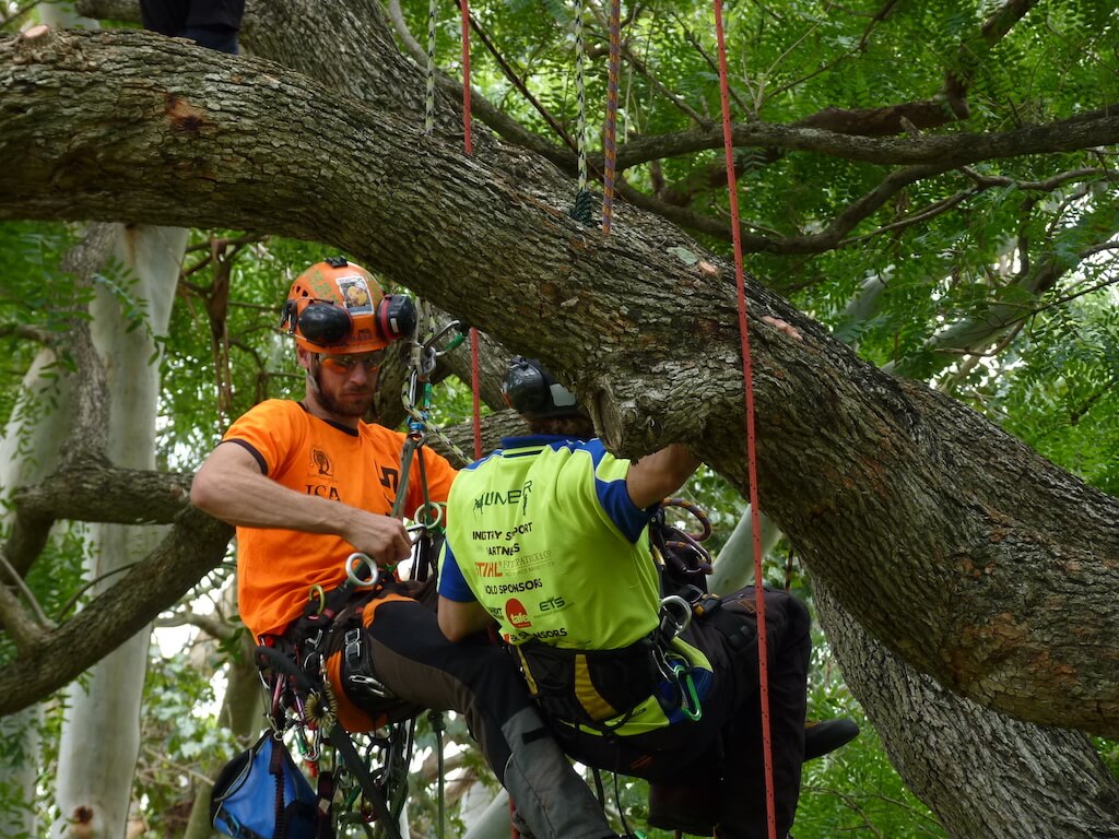 Tree Removal Sydney Cost