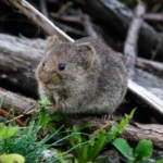 Rat Pest Control Sydney