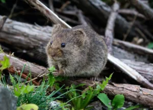 Rat Pest Control Sydney: Health Dangers Lurking in Roof Cavities
