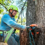 Tree Removal Sydney Cost