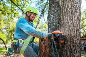 How Much Does Tree Removal Sydney Cost For Large Gum Trees