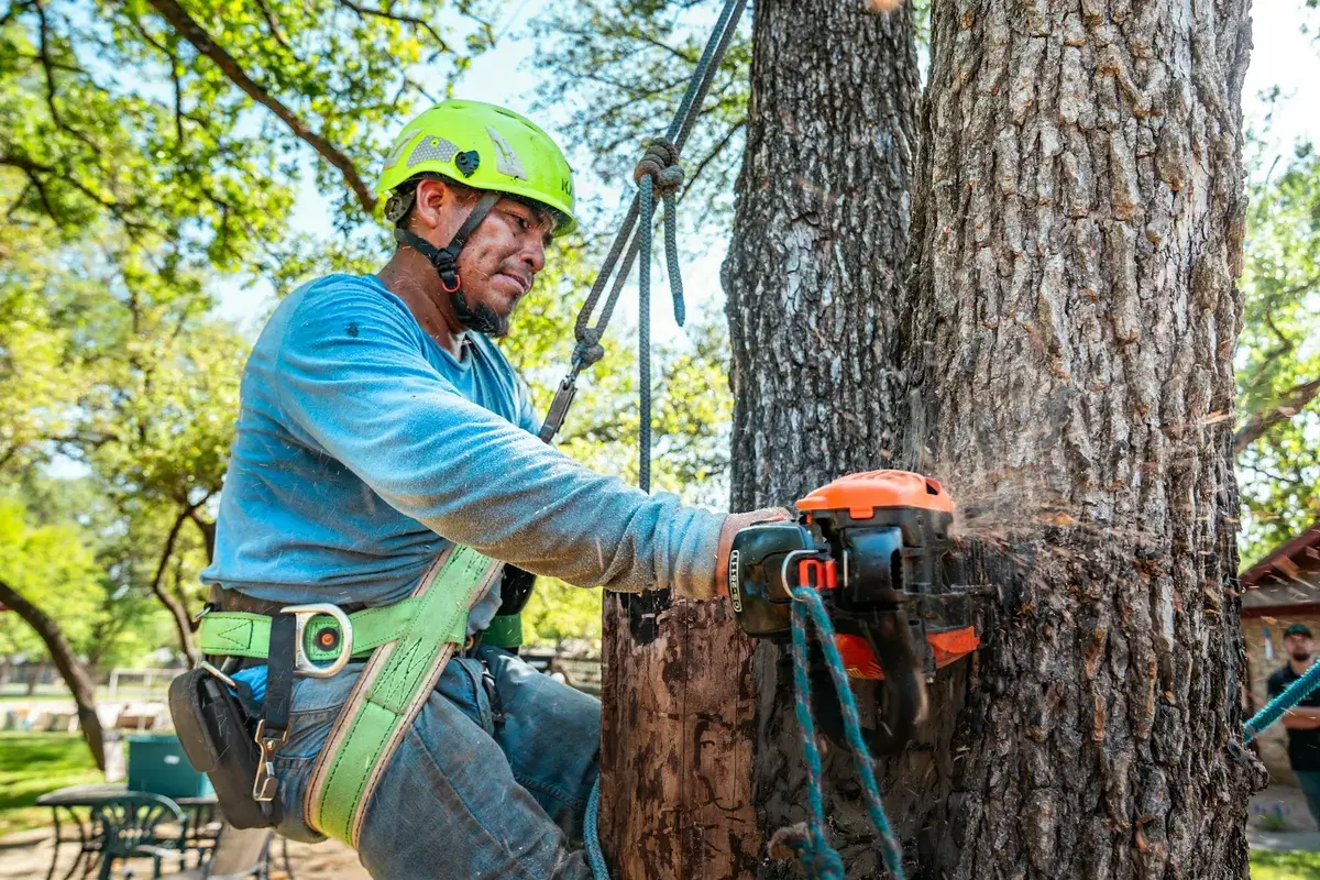 Tree Removal Sydney Cost
