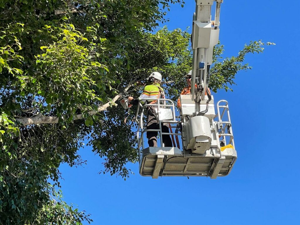 Tree Removal Sydney Cost