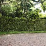 Tree Pruning Sydney: How to Get It Right the First Time