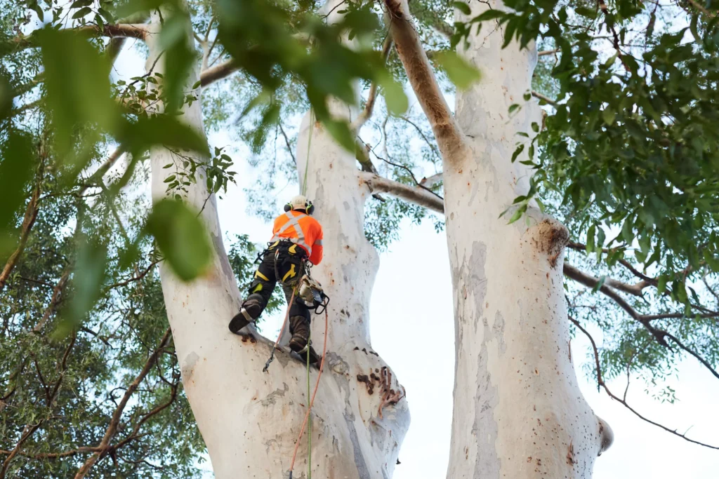 Arborist Sydney: How to Hire the Right One (and Spot the Fakes)

