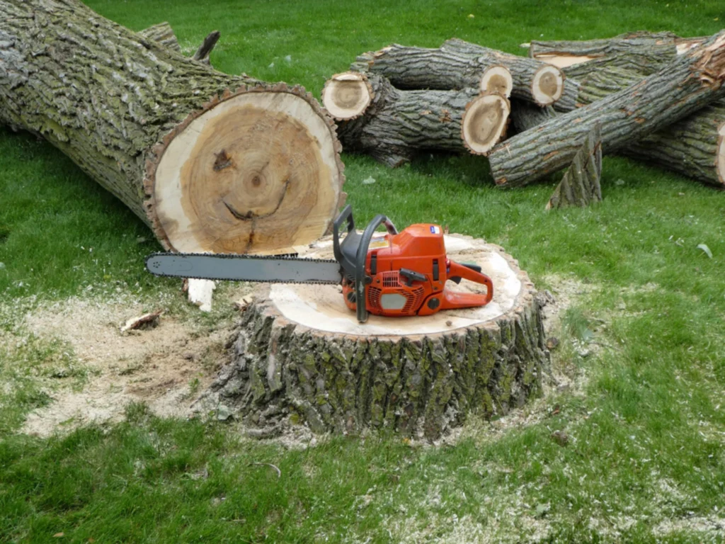 Tree Trimming Sydney: A Practical Maintenance Guide for Homeowners

