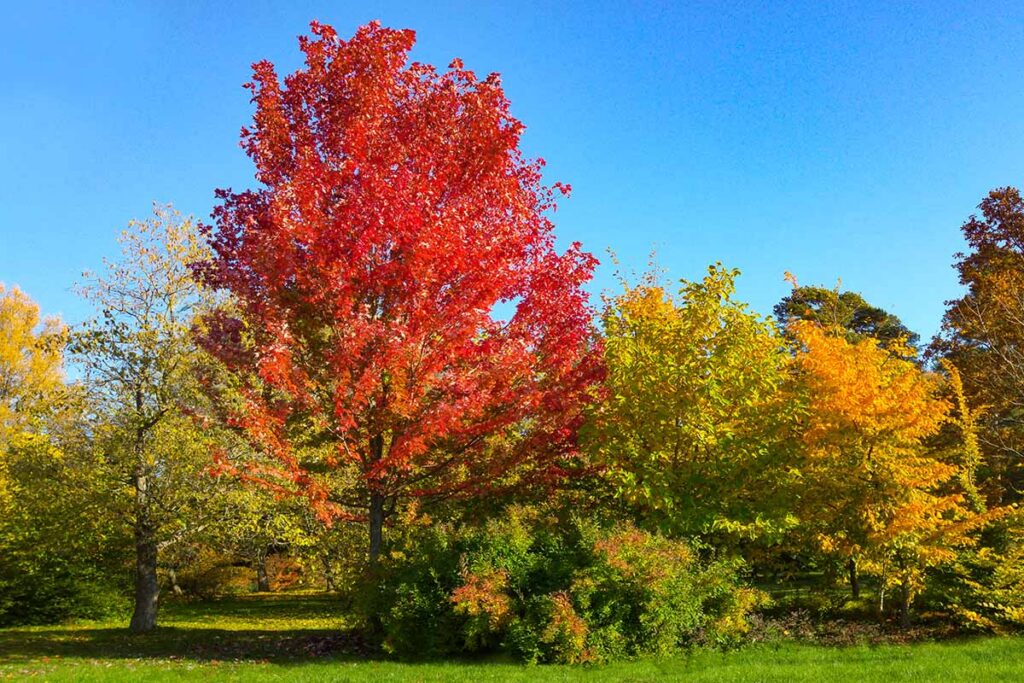 Tree Pruning Sydney: How to Get It Right the First Time

