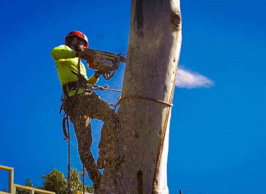 Arborist Sydney: How to Hire the Right One (and Spot the Fakes)

