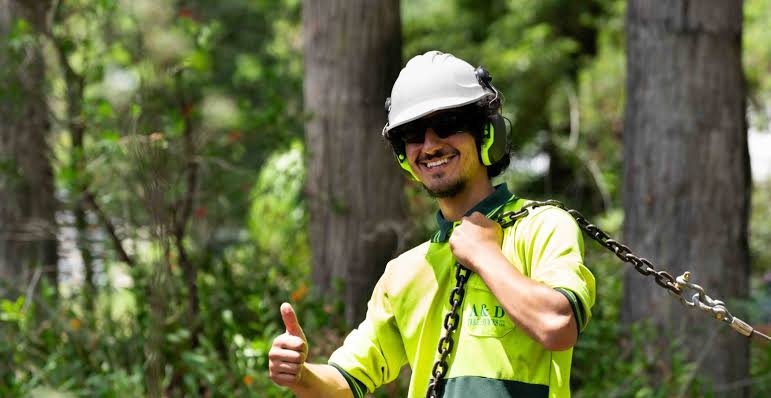 Arborist Sydney: How to Hire the Right One (and Spot the Fakes)