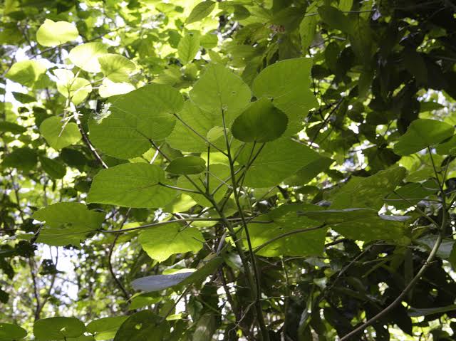 Tree Pruning Sydney: How to Get It Right the First Time

