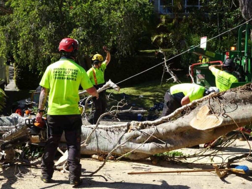 Tree Trimming Sydney: A Practical Maintenance Guide for Homeowners

