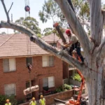 Tree Trimming Sydney: A Practical Maintenance Guide for Homeowners